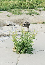 San Joaquin Kit Fox (Vulpes macrotis mutica) at sidewalk den entrance, Bakersfield, California
