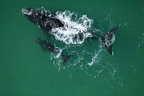 Southern Right Whale (Eubalaena australis) mother and young calf, Cape Agulhas, South Africa