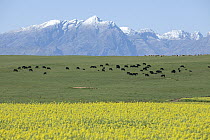 Brassica (Brassica sp) field with Domestic Cattle (Bos taurus) and Domestic Sheep (), Swartland, Western Cape, South Africa