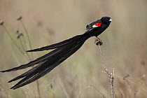 Long-tailed Widow (Euplectes progne) male, Marievale Bird Sanctuary, Gauteng, South Africa