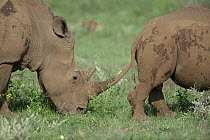 White Rhinoceros (Ceratotherium simum) mother and calf grazing, Kwazulu Natal, South Africa
