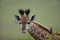 South African Giraffe (Giraffa giraffa giraffa) calf, Kwazulu Natal, South Africa