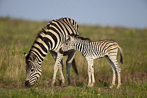 Burchell's Zebra (Equus burchellii) mother and foal, Kwazulu Natal, South Africa