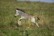 Burchell's Zebra (Equus burchellii) foal running, Kwazulu Natal, South Africa