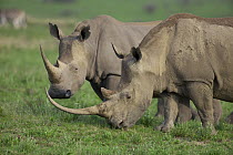White Rhinoceros (Ceratotherium simum) pair, Kwazulu Natal, South Africa