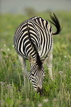 Burchell's Zebra (Equus burchellii) grazing, Kwazulu Natal, South Africa