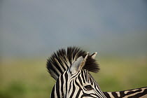 Burchell's Zebra (Equus burchellii) mane, Kwazulu Natal, South Africa