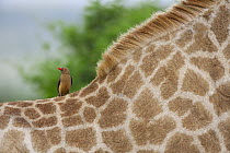 Red-billed Oxpecker (Buphagus erythrorhynchus) on South African Giraffe (Giraffa giraffa giraffa), Kwazulu Natal, South Africa