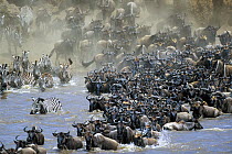 Blue Wildebeest (Connochaetes taurinus) and Burchell's Zebra (Equus burchellii) herd crossing Mara River during migration, Masai Mara, Kenya