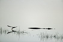 African Skimmer (Rynchops flavirostris) skimming near Nile Crocodile (Crocodylus niloticus), Chobe River, Botswana