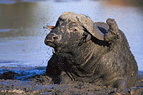 Cape Buffalo (Syncerus caffer) male wallowing in mud, Sabi Sands Private Game Reserve, Mpumalanga, South Africa