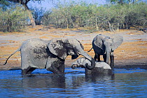 African Elephant (Loxodonta africana) mother helping calf stuck in mud, Khwai River, Botswana