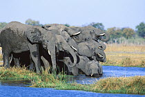 African Elephant (Loxodonta africana) herd drinking, Khwai River, Botswana