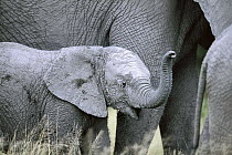 African Elephant (Loxodonta africana) calf smelling the air, Chobe National Park, Botswana