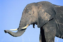 African Elephant (Loxodonta africana) male smelling air, Chobe River, Botswana