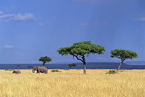 African Elephant (Loxodonta africana) mother and calf on savanna, Masai Mara, Kenya