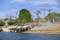 African Elephant (Loxodonta africana) herd running towards river to drink, Chobe River, Botswana