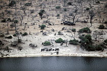 African Elephant (Loxodonta africana) herd at river, Chobe River, Botswana