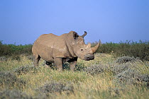 White Rhinoceros (Ceratotherium simum) male, Northern Cape, South Africa