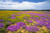 Spring wildflowers, Eastern Cape, South Africa