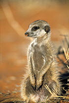 Meerkat (Suricata suricatta) standing guard, Northern Cape, South Africa