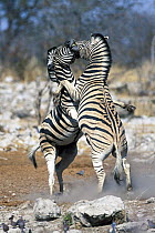 Burchell's Zebra (Equus burchellii) males fighting, Etosha National Park, Namibia