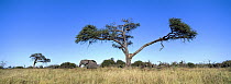 African Elephant (Loxodonta africana) male and Camelthorn Acacia (Acacia erioloba), Chobe National Park, Botswana