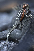 Galapagos Lava Lizard (Microlophus albemarlensis) on Marine Iguana (Amblyrhynchus cristatus), Galapagos Islands, Ecuador