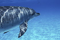 Atlantic Spotted Dolphin (Stenella frontalis), Bahamas, Caribbean