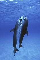 Atlantic Spotted Dolphin (Stenella frontalis) with juvenile, Bahamas, Caribbean