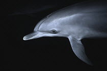 Atlantic Spotted Dolphin (Stenella frontalis) at night, Bahamas, Caribbean