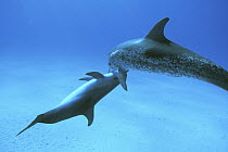 Atlantic Spotted Dolphin (Stenella frontalis) mother and calf, Bahamas, Caribbean