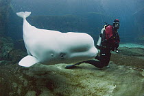 Beluga (Delphinapterus leucas) and scuba diver, Vancouver Aquarium, Canada