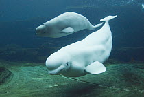 Beluga (Delphinapterus leucas) pair, Vancouver Aquarium, Canada