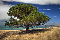 Pine (Pinus sp), Decanter Bay, Canterbury, New Zealand