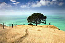 Pine tree (Pinus sp), Decanter Bay, Canterbury, New Zealand