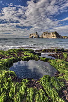 Tidepool in seaweed covered rocks, Archway Islands behind, Wharariki Beach near Collingwood, Golden Bay, New Zealand