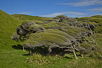 White Teatree (Kunzea ericoides) shaped by wind near Wharariki Beach, Golden Bay, New Zealand