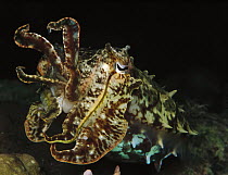 Cuttlefish (Sepia sp) displaying, Solomon Islands