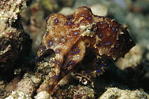 Blue-ringed Octopus (Hapalochlaena sp) camouflaged in reef, Papua New Guinea