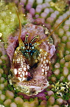 Hermit Crab (Paguritta gracilipes) in hard coral, Solomon Islands