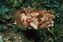 Porcupinefish (Diodon sp), Indonesia