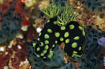 Nudibranch (Nembrotha sp) pair mating, Solomon Islands