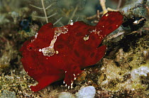 Frogfish (Antennarius sp), Indonesia
