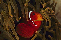 Spine-cheek Anemonefish (Premnas biaculeatus) in anemone, Solomon Islands