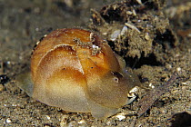 True Conch (Strombus sp) shell, Solomon Islands
