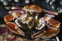 Spotted Anemone Crab (Neopetrolisthes maculatus) feeding, Solomon Islands