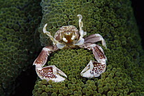 Spotted Anemone Crab (Neopetrolisthes maculatus) feeding feeding on plankton with feather net arms, Solomon Islands