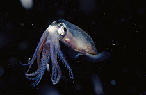 Squid (Sepioteuthis sp), Indonesia