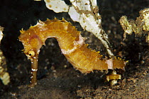 Seahorse (Hippocampus sp), Papua New Guinea